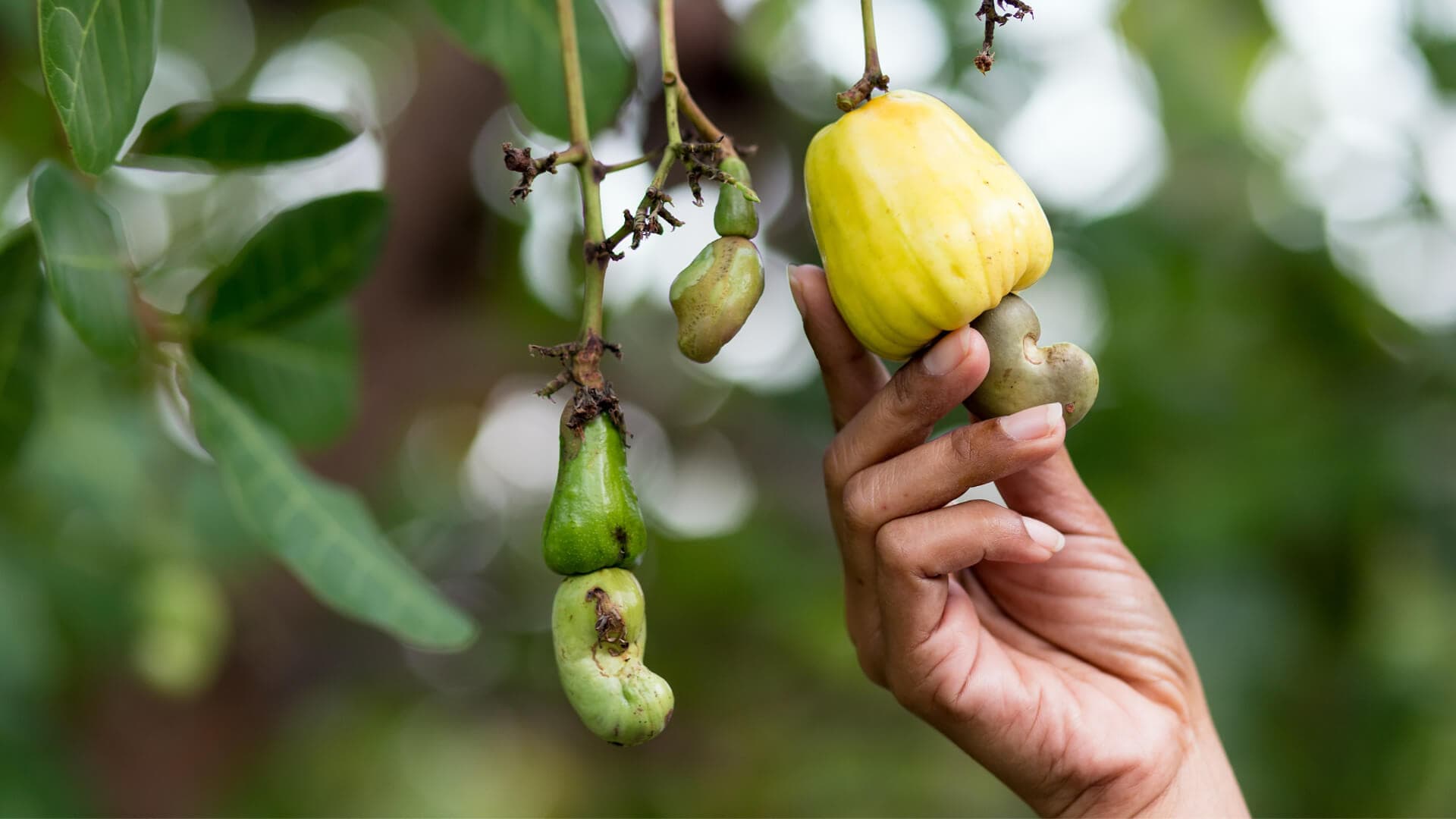 Cashew harvesting season
