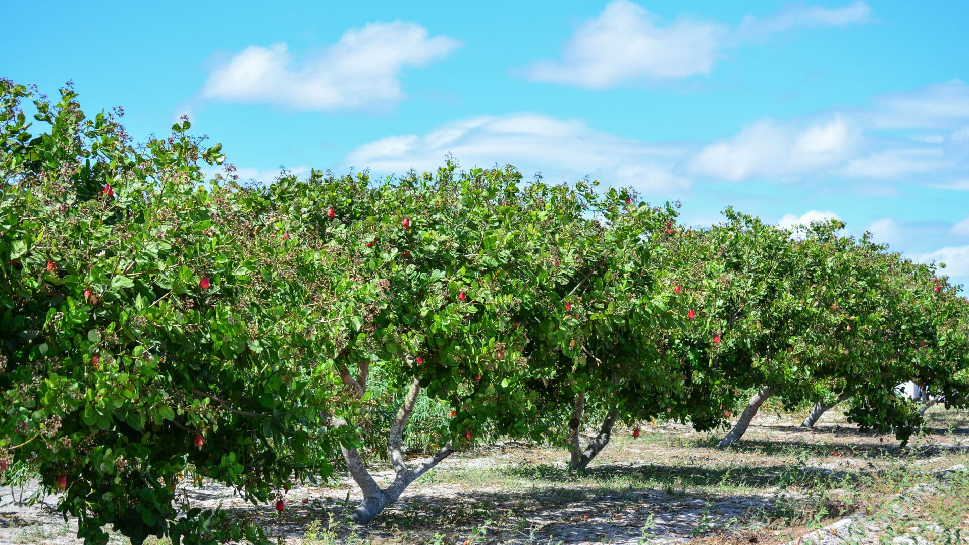 Cashew farming