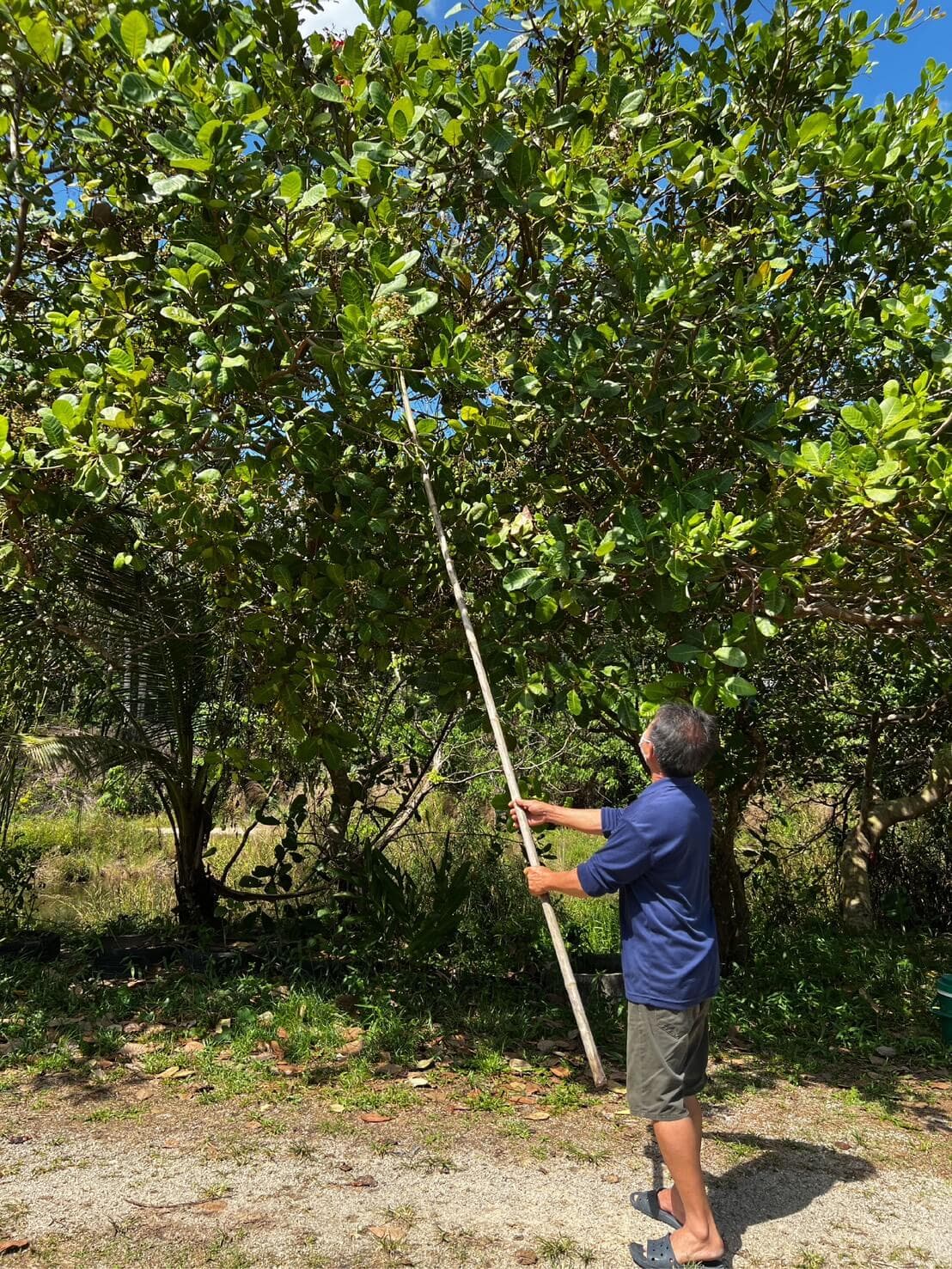 Cashew processing