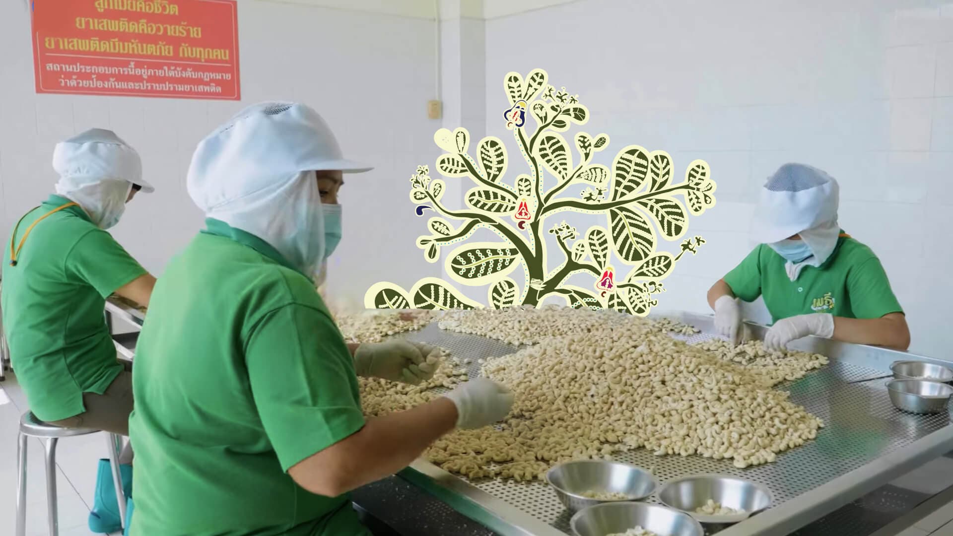 Hand selecting cashews