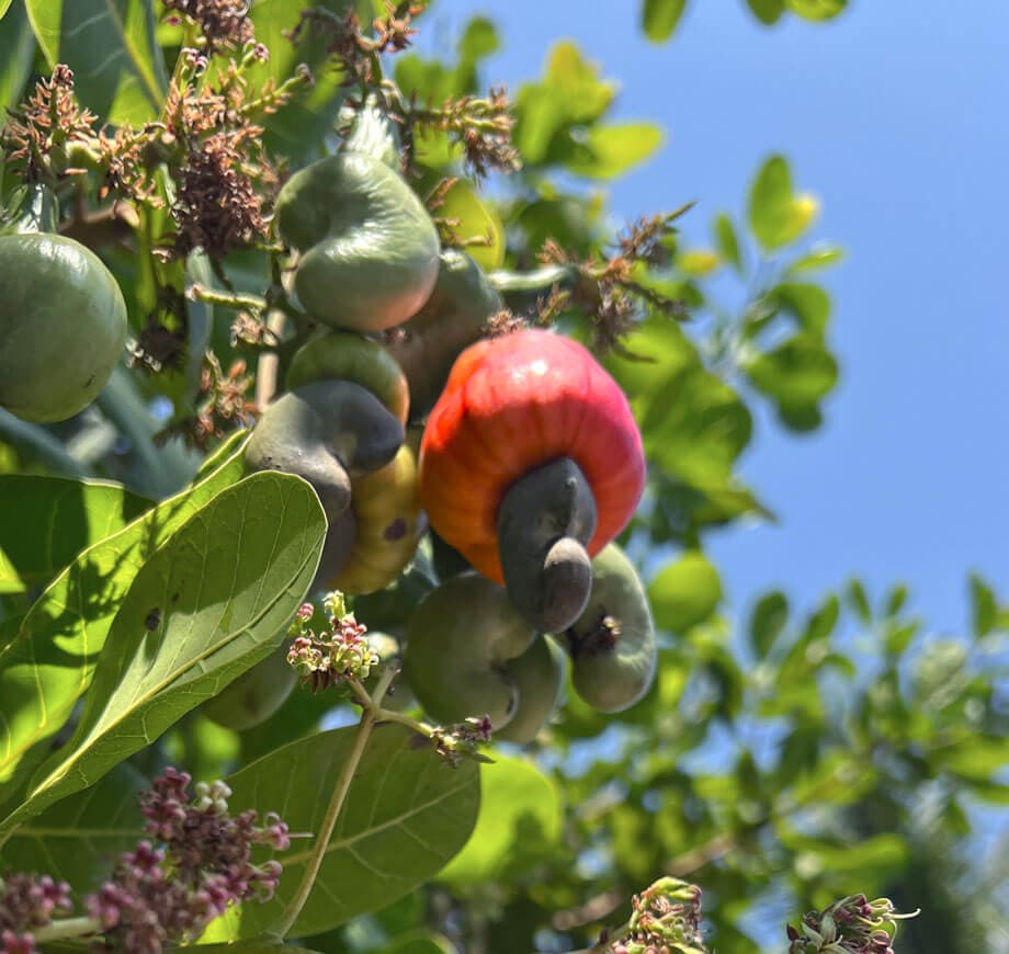Methee Cashew Factory Tour