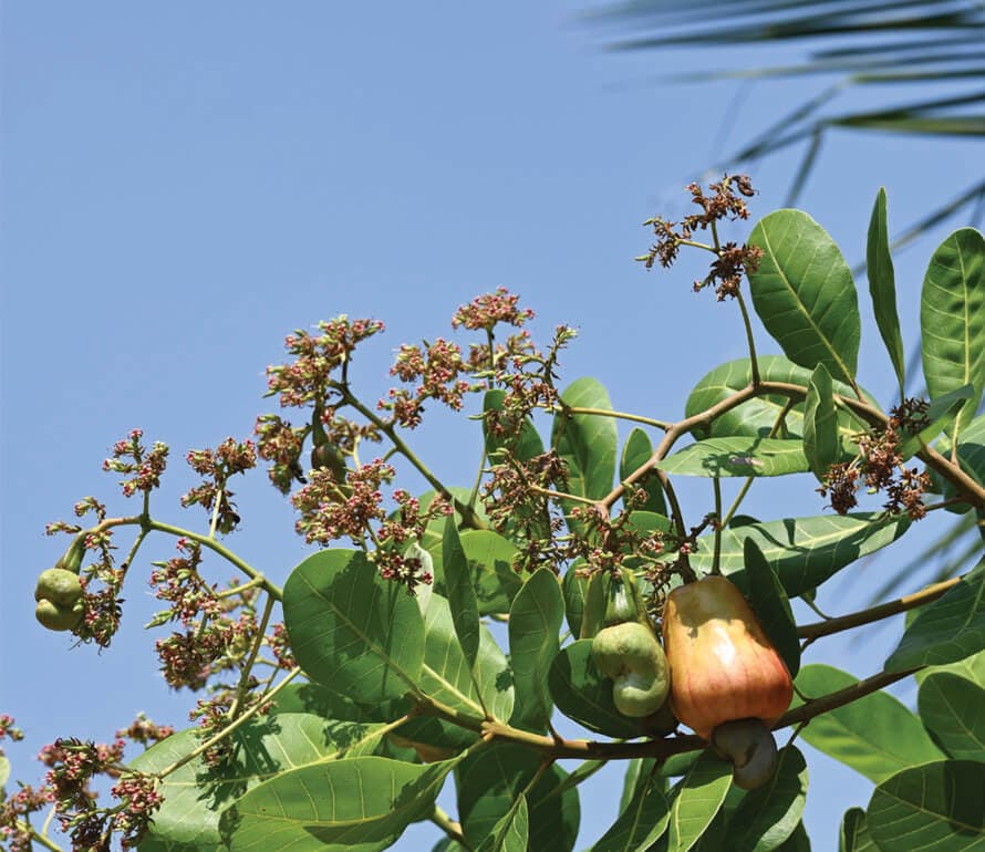 Real Cashew Tree